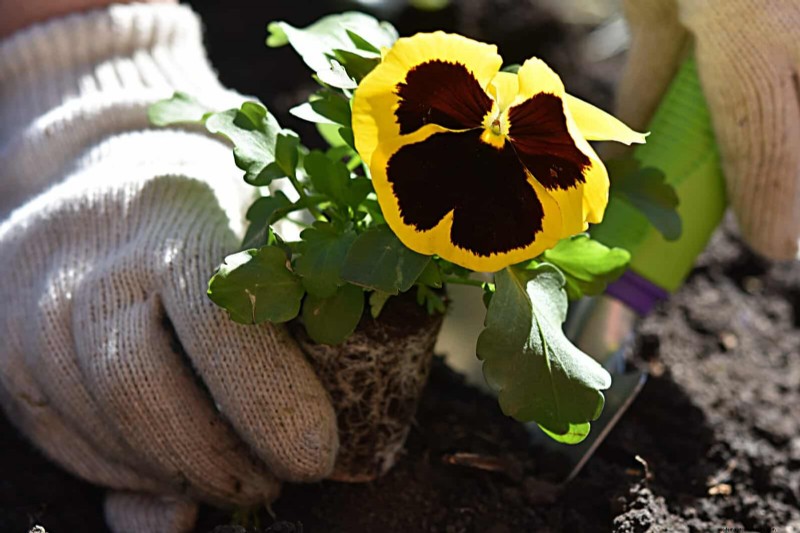Midwest Spring Gardening: 13 Frost-Tolerant Plants for April Planting