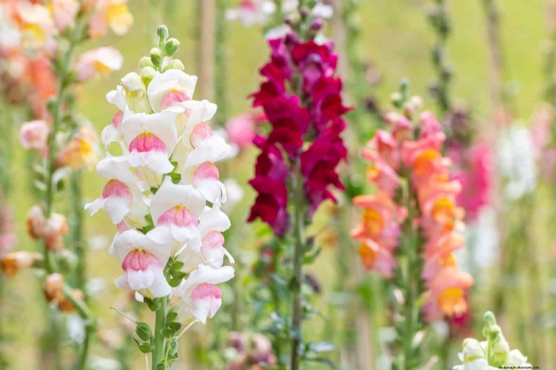 Midwest Spring Gardening: 13 Frost-Tolerant Plants for April Planting