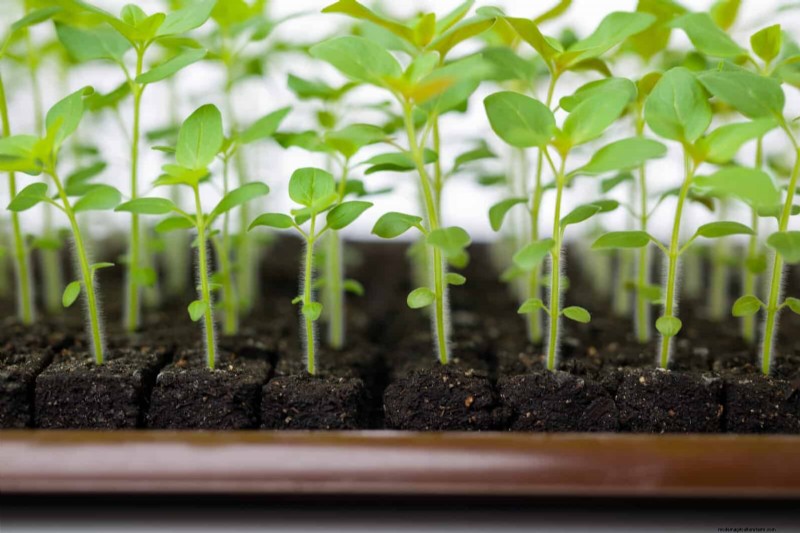 Midwest Spring Gardening: 13 Frost-Tolerant Plants for April Planting
