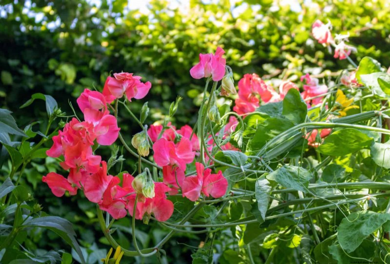 Midwest Spring Gardening: 13 Frost-Tolerant Plants for April Planting