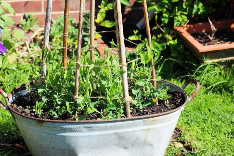 Midwest Spring Gardening: 13 Frost-Tolerant Plants for April Planting