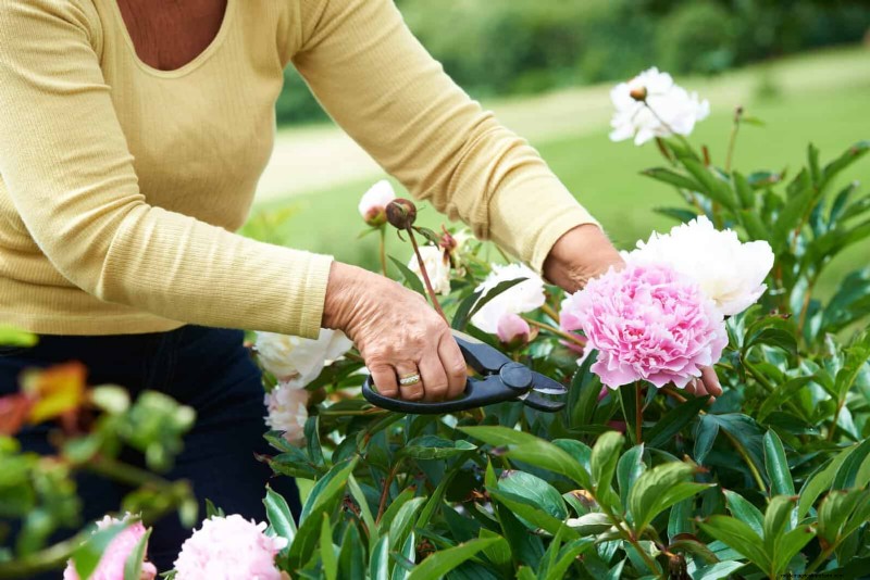Midwest Spring Gardening: 13 Frost-Tolerant Plants for April Planting