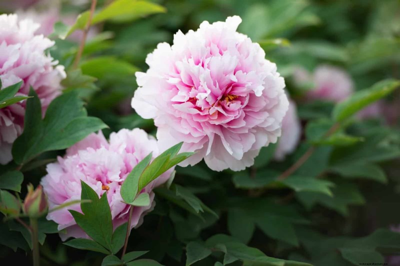Midwest Spring Gardening: 13 Frost-Tolerant Plants for April Planting
