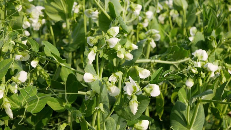 Midwest Spring Gardening: 13 Frost-Tolerant Plants for April Planting