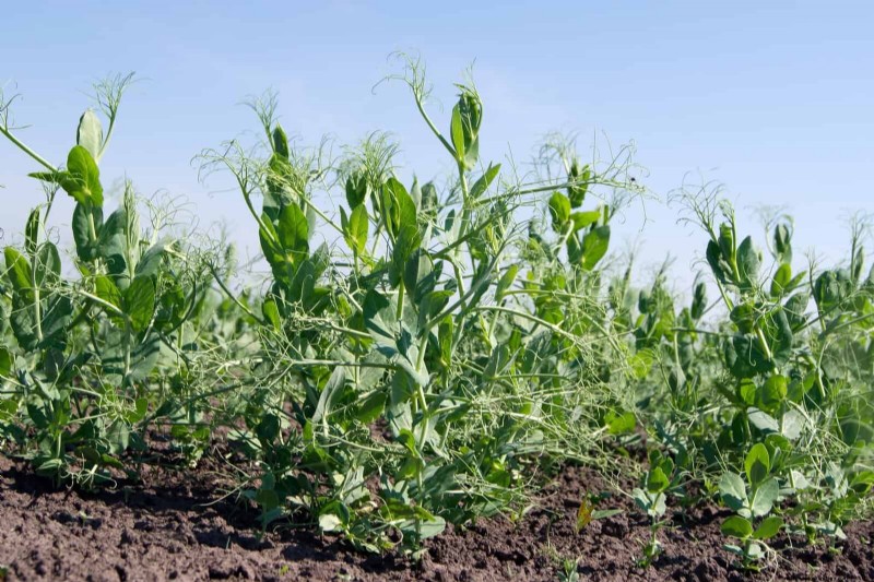 Midwest Spring Gardening: 13 Frost-Tolerant Plants for April Planting