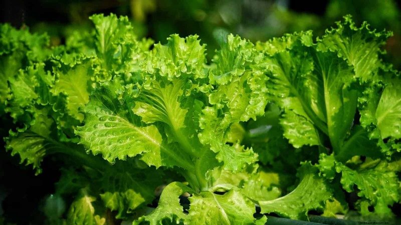 Midwest Spring Gardening: 13 Frost-Tolerant Plants for April Planting