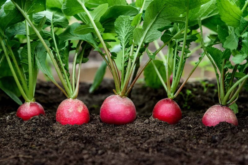 Midwest Spring Gardening: 13 Frost-Tolerant Plants for April Planting