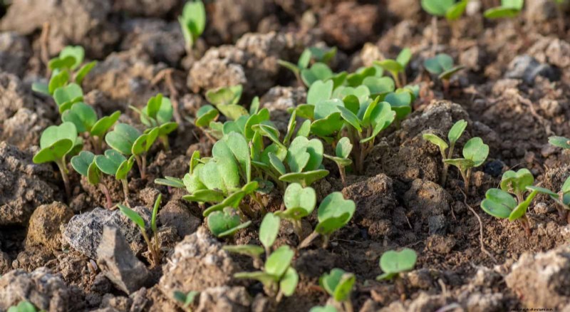 Midwest Spring Gardening: 13 Frost-Tolerant Plants for April Planting