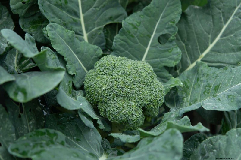 Midwest Spring Gardening: 13 Frost-Tolerant Plants for April Planting