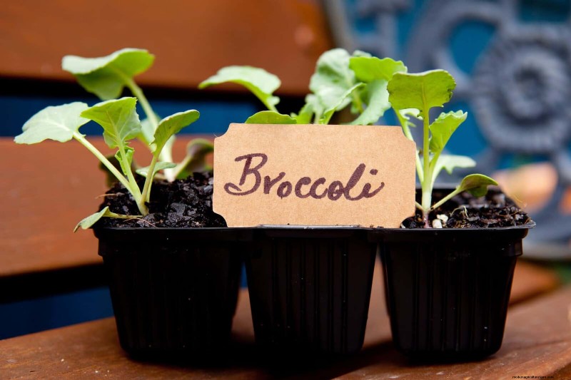 Midwest Spring Gardening: 13 Frost-Tolerant Plants for April Planting