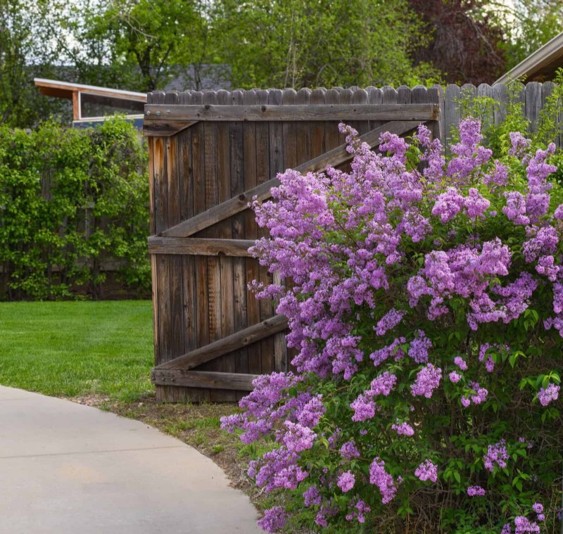Midwest Spring Gardening: 13 Frost-Tolerant Plants for April Planting