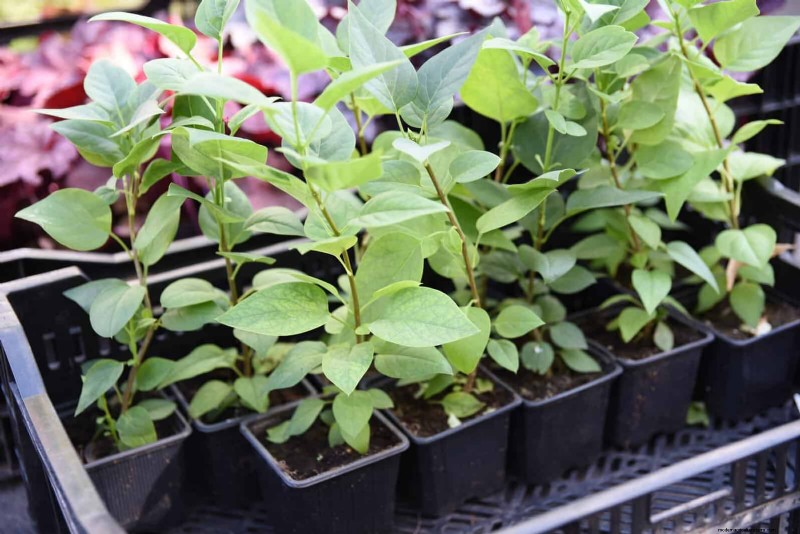 Midwest Spring Gardening: 13 Frost-Tolerant Plants for April Planting