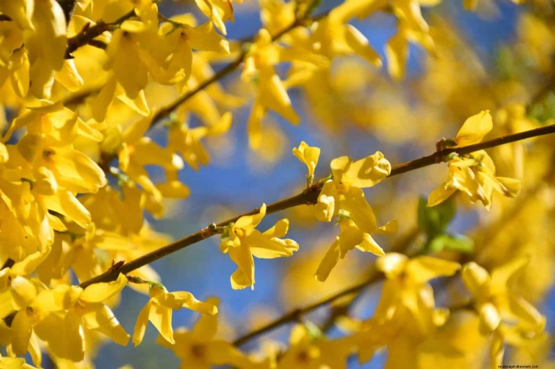 Midwest Spring Gardening: 13 Frost-Tolerant Plants for April Planting