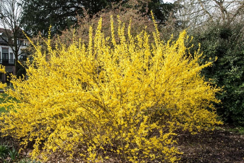 Midwest Spring Gardening: 13 Frost-Tolerant Plants for April Planting