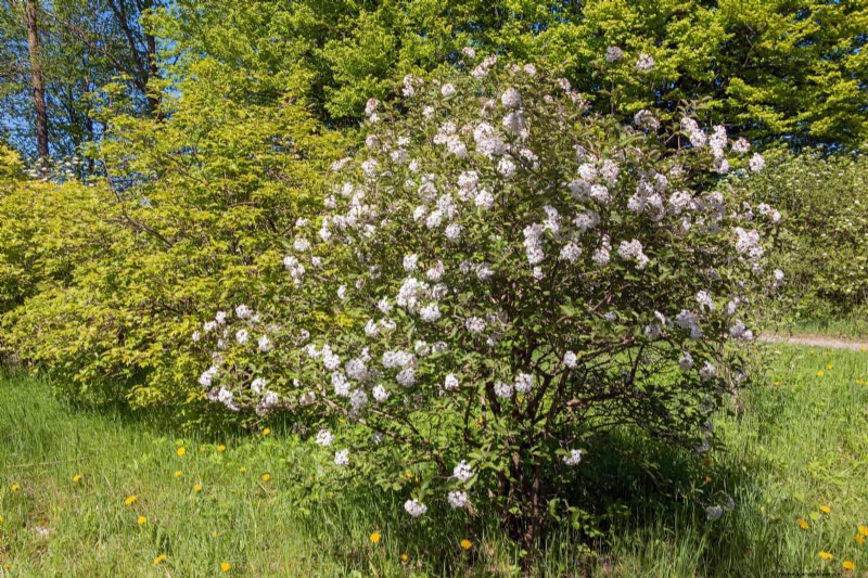 Midwest Spring Gardening: 13 Frost-Tolerant Plants for April Planting