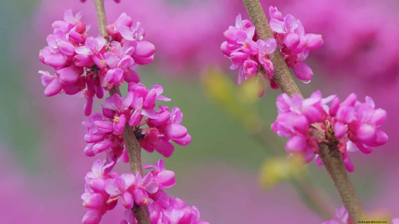 Midwest Spring Gardening: 13 Frost-Tolerant Plants for April Planting