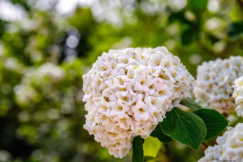 Midwest Spring Gardening: 13 Frost-Tolerant Plants for April Planting