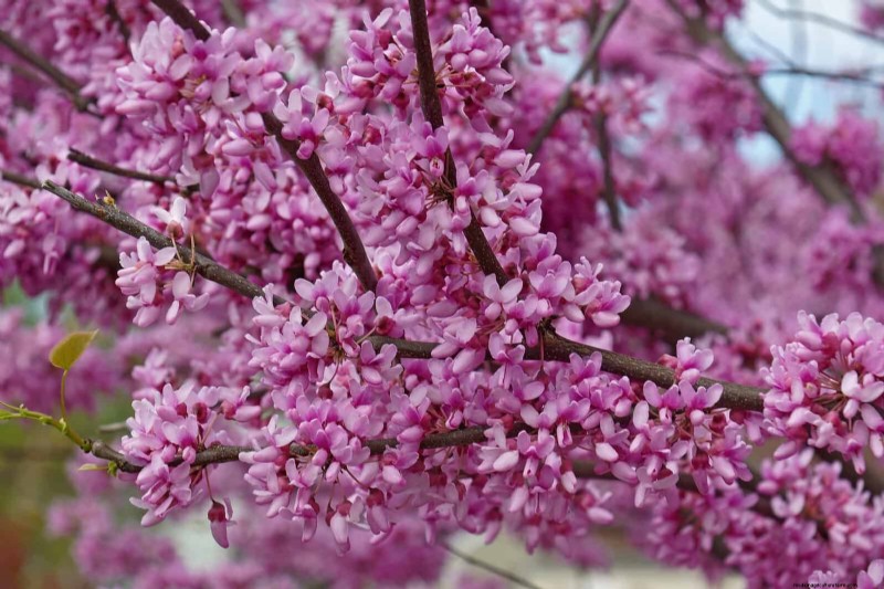 Midwest Spring Gardening: 13 Frost-Tolerant Plants for April Planting