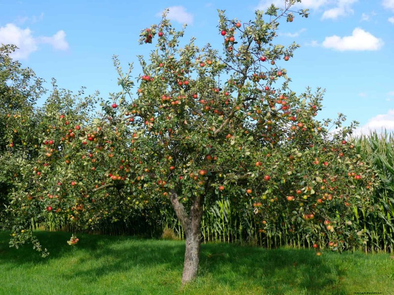 Midwest Spring Gardening: 13 Frost-Tolerant Plants for April Planting