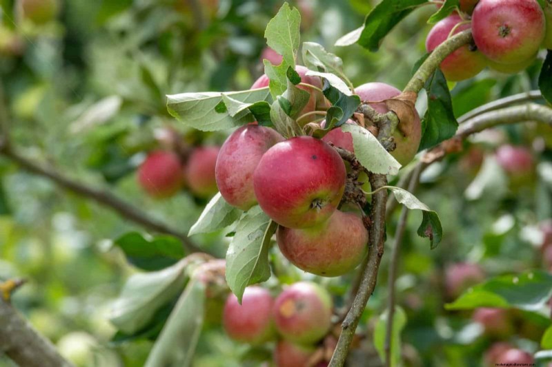 Midwest Spring Gardening: 13 Frost-Tolerant Plants for April Planting