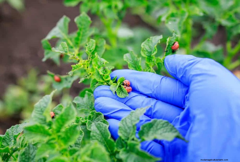 Attract Pollinators to Your Garden: 17 Proven Methods