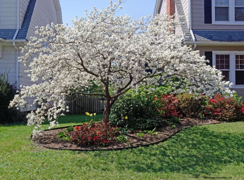 Attract Pollinators to Your Garden: 17 Proven Methods
