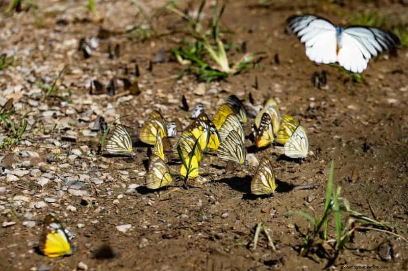 Attract Pollinators to Your Garden: 17 Proven Methods