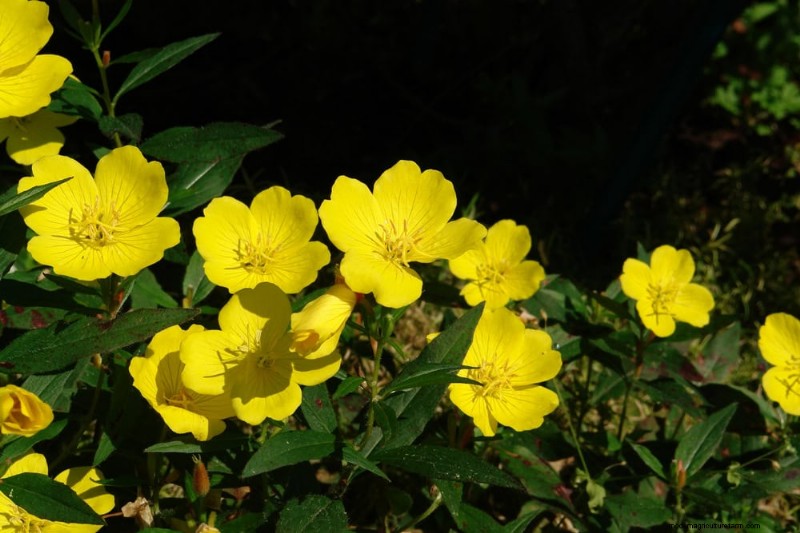 Attract Pollinators to Your Garden: 17 Proven Methods