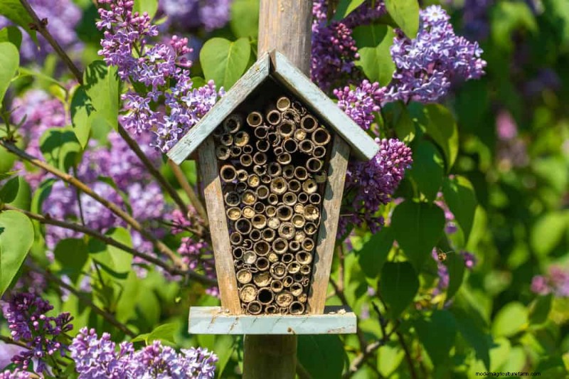 Attract Pollinators to Your Garden: 17 Proven Methods