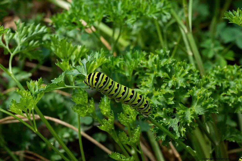 Attract Pollinators to Your Garden: 17 Proven Methods