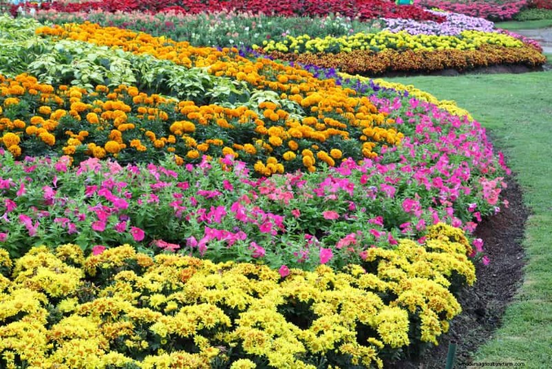 Attract Pollinators to Your Garden: 17 Proven Methods