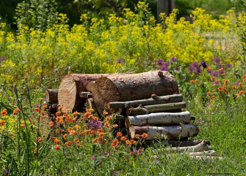 Attract Pollinators to Your Garden: 17 Proven Methods