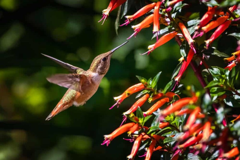 Attract Pollinators to Your Garden: 17 Proven Methods