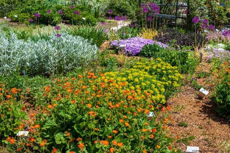 Drought-Tolerant Perennials: 23 Heat-Resistant Choices for a Vibrant Garden
