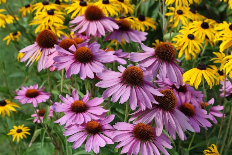 Drought-Tolerant Perennials: 23 Heat-Resistant Choices for a Vibrant Garden