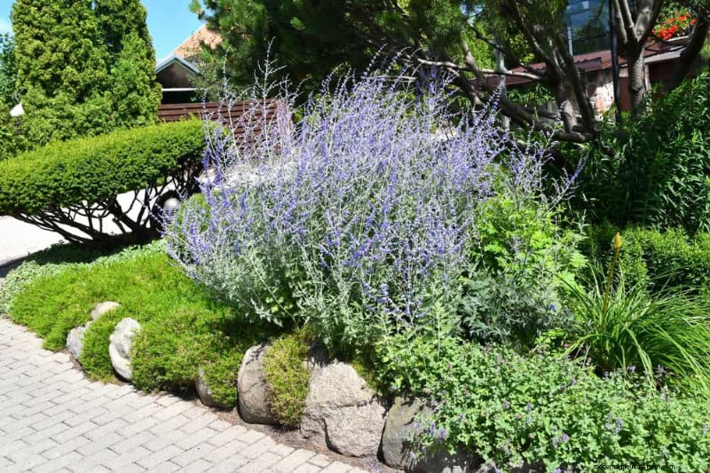 Drought-Tolerant Perennials: 23 Heat-Resistant Choices for a Vibrant Garden