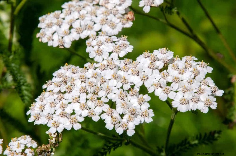 Drought-Tolerant Perennials: 23 Heat-Resistant Choices for a Vibrant Garden