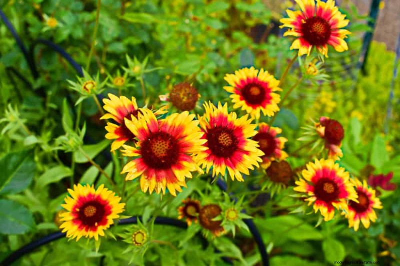 Drought-Tolerant Perennials: 23 Heat-Resistant Choices for a Vibrant Garden