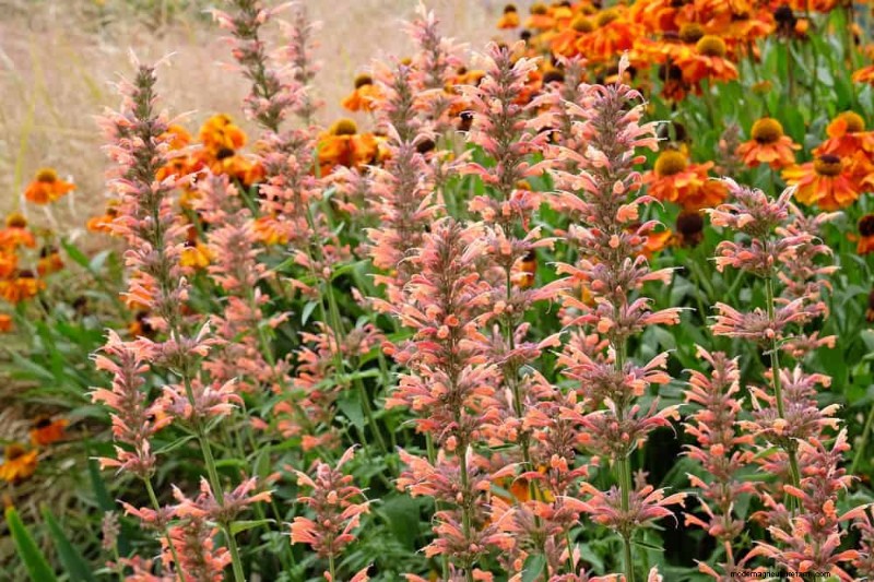 Drought-Tolerant Perennials: 23 Heat-Resistant Choices for a Vibrant Garden
