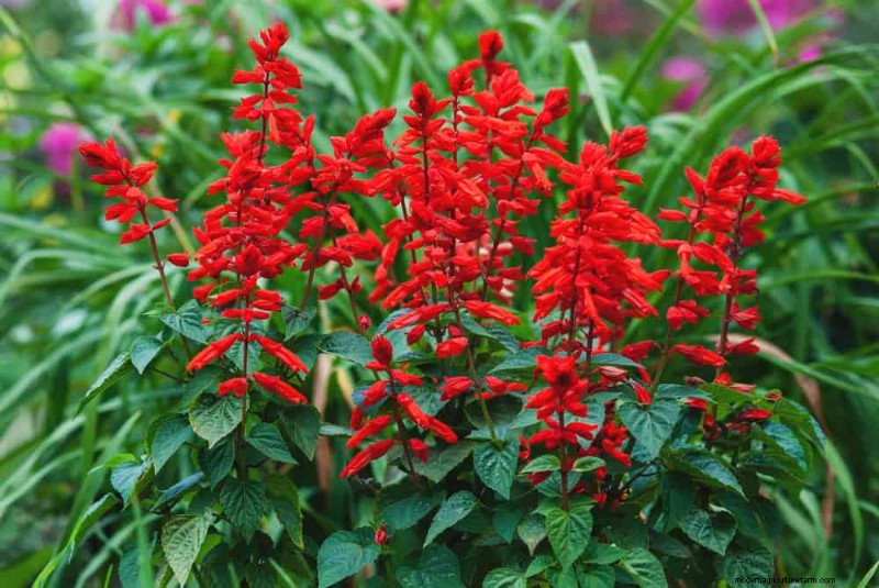 Drought-Tolerant Perennials: 23 Heat-Resistant Choices for a Vibrant Garden