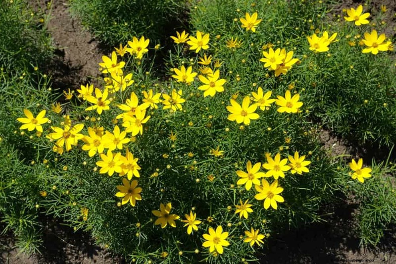 Drought-Tolerant Perennials: 23 Heat-Resistant Choices for a Vibrant Garden