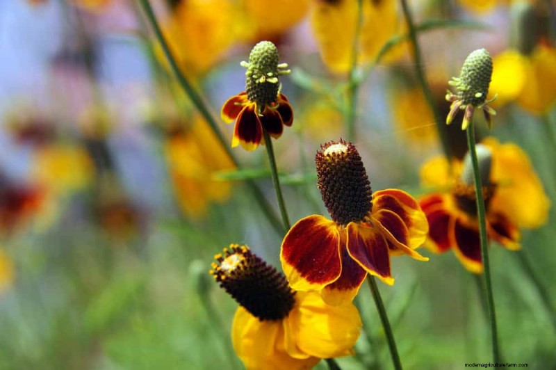 Drought-Tolerant Perennials: 23 Heat-Resistant Choices for a Vibrant Garden