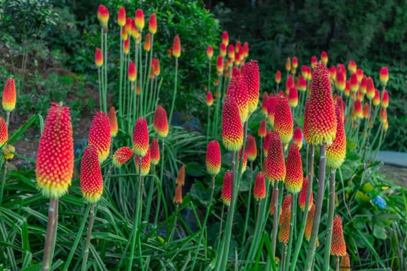 Drought-Tolerant Perennials: 23 Heat-Resistant Choices for a Vibrant Garden