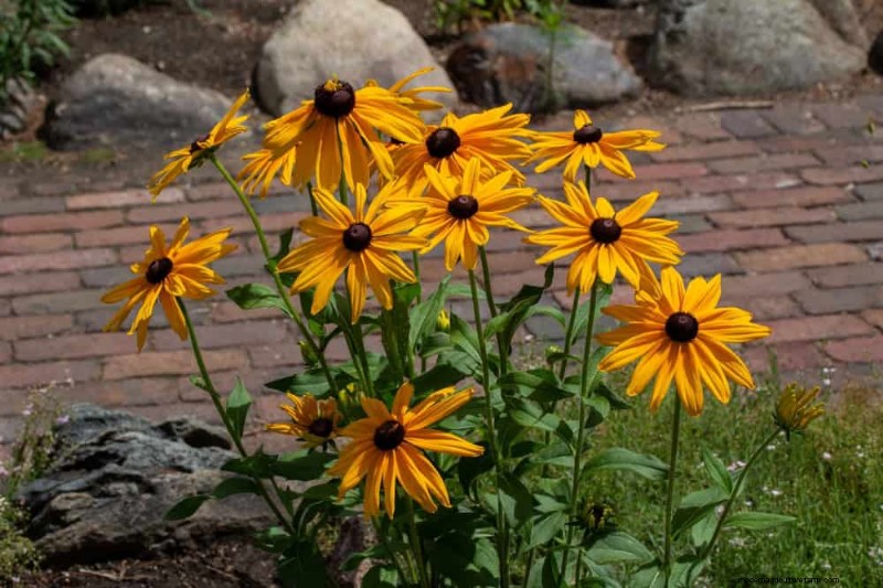Drought-Tolerant Perennials: 23 Heat-Resistant Choices for a Vibrant Garden
