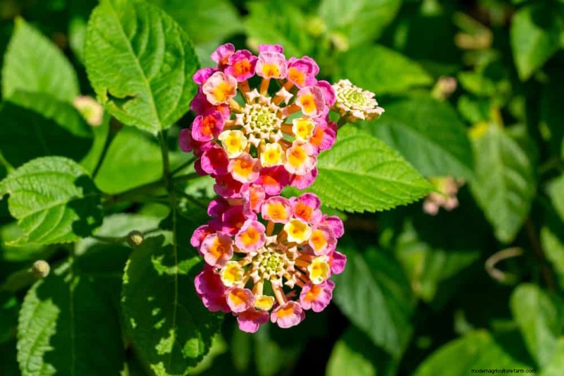 Drought-Tolerant Perennials: 23 Heat-Resistant Choices for a Vibrant Garden