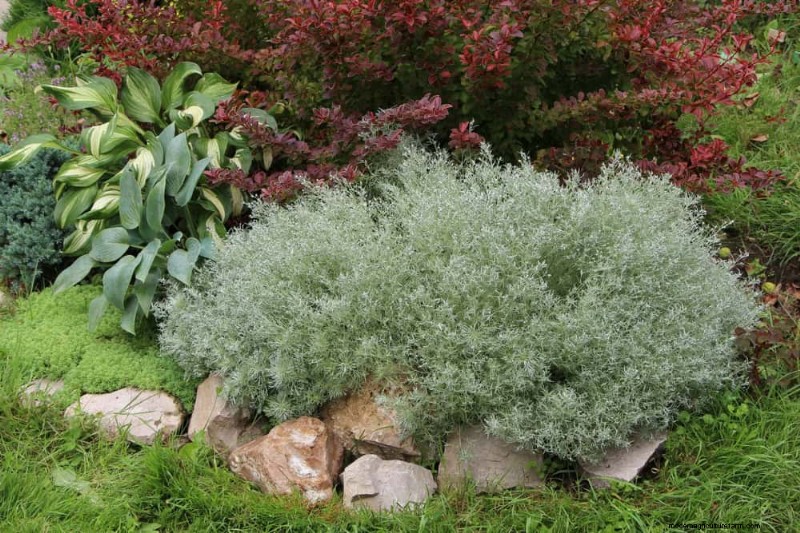 Drought-Tolerant Perennials: 23 Heat-Resistant Choices for a Vibrant Garden