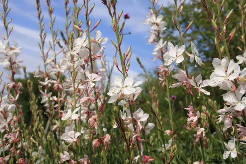 Drought-Tolerant Perennials: 23 Heat-Resistant Choices for a Vibrant Garden