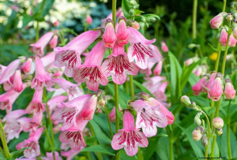 Drought-Tolerant Perennials: 23 Heat-Resistant Choices for a Vibrant Garden
