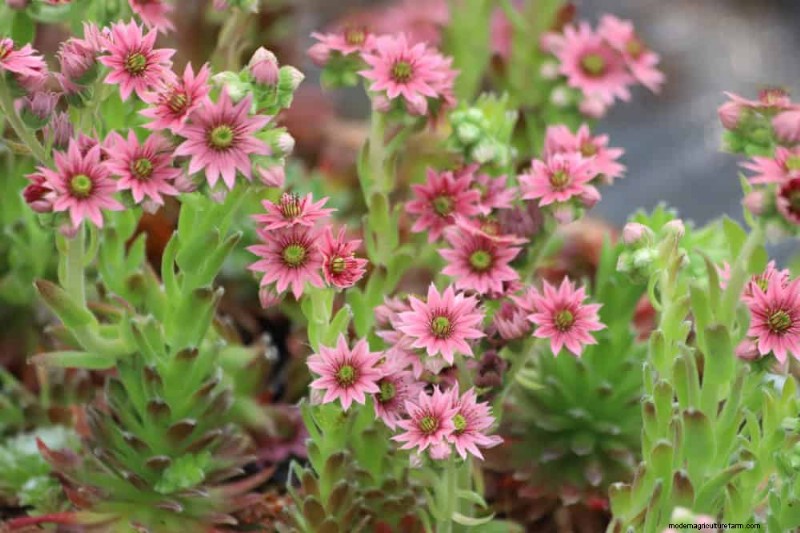 Drought-Tolerant Perennials: 23 Heat-Resistant Choices for a Vibrant Garden