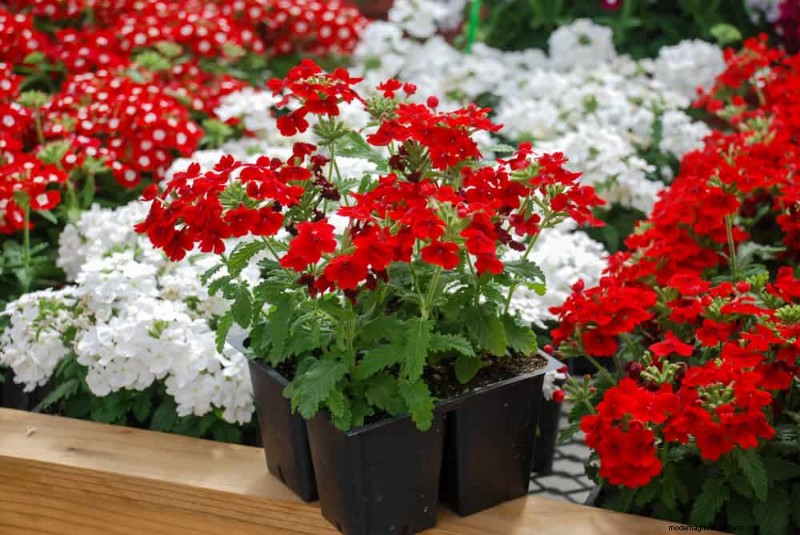 Drought-Tolerant Perennials: 23 Heat-Resistant Choices for a Vibrant Garden